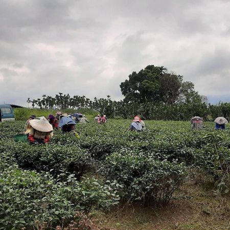 Dong Li Tea Homestay Ruisui Zewnętrze zdjęcie